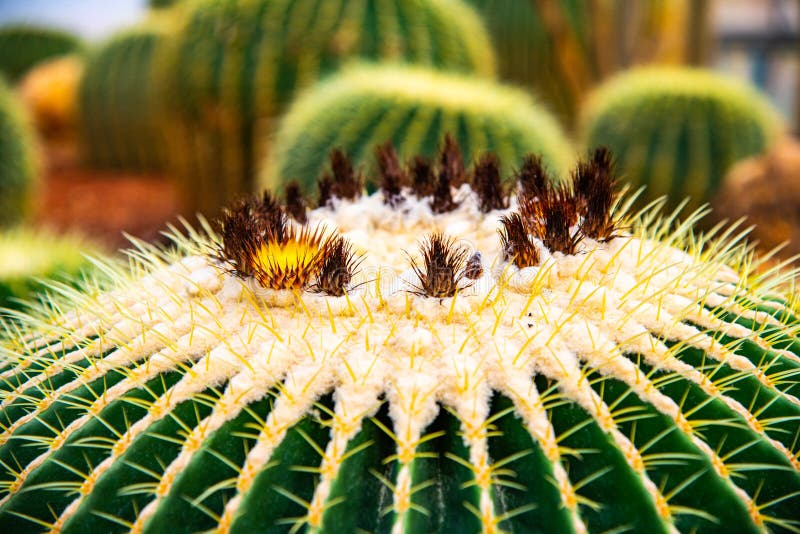 Close up of Echinocactus Grusonii