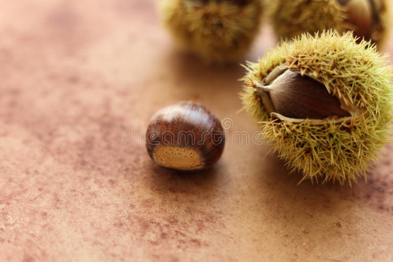 Edible chestnut on a brown watercolor background stock images