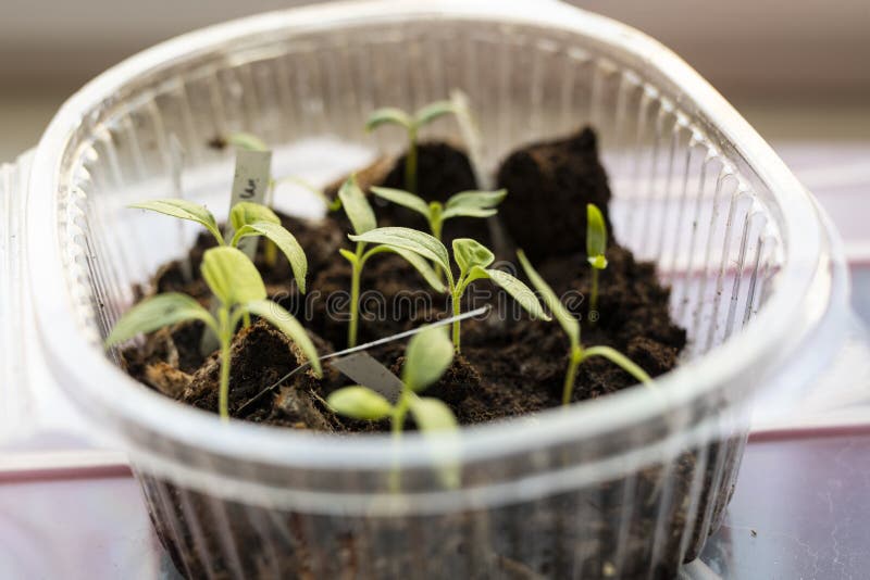 Closeup Eggplant Sprouts In Pot On Window. Selective Focus. Stock Photo Image of food, close