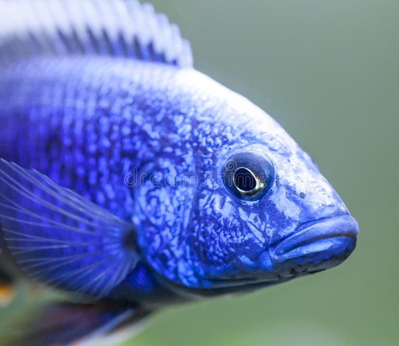 Close up of Electric Blue Hap (Sciaenochromis ahli) Cichlid