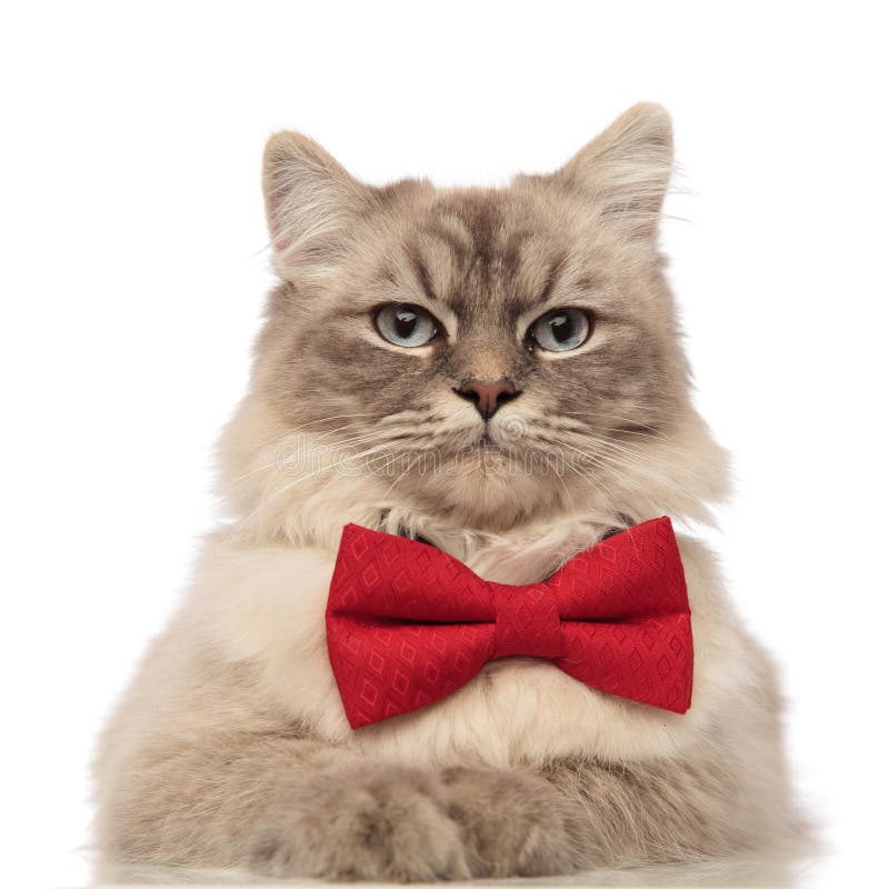 Close up of elegant cat with red bow tie lying