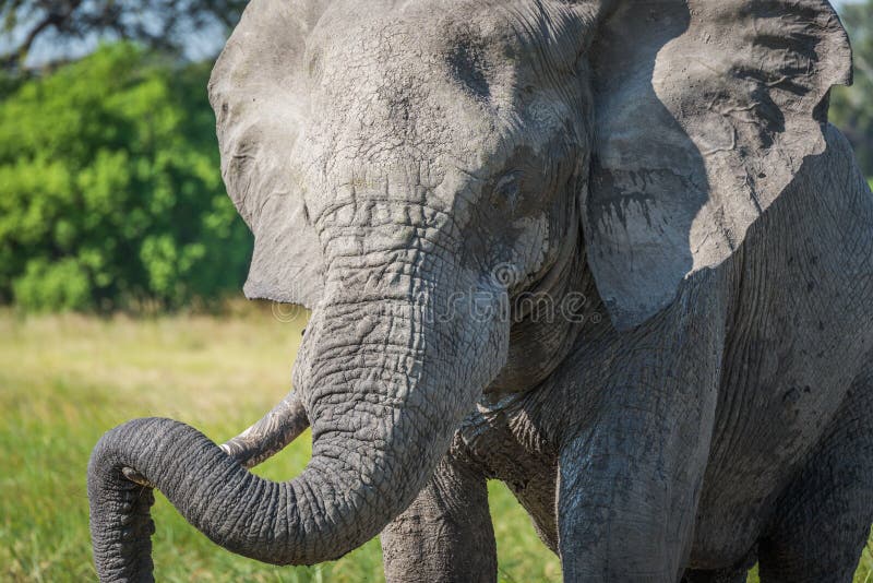 Close-up of elephant resting trunk on tusk stock photography Close-up of elephant resting trunk on tusk stock photography