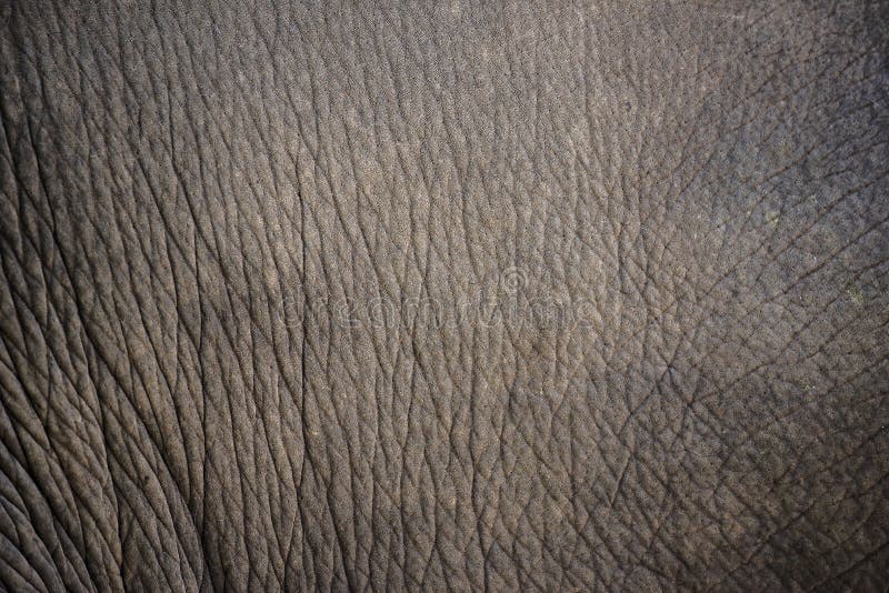 Close up elephant skin texture and background