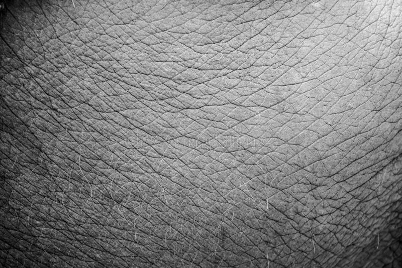 Close up elephant skin texture and background.