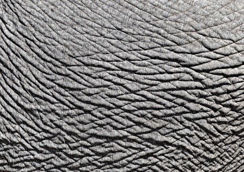 Elephant Skin PBR Texture | mail.napmexico.com.mx