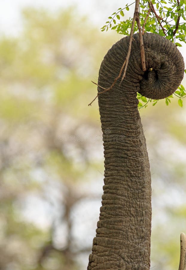 Close up of a elephant trunk which is wrapped around vibrant mango leaves.