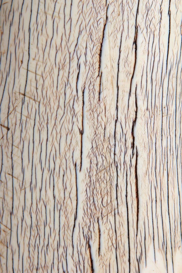 Elephant Ivory - Close-up of an Elephant Tusk