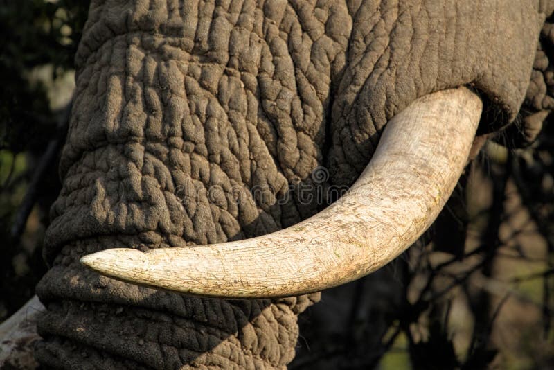 Close up of Elephants in the Addo Elephants National Park, South Africa.