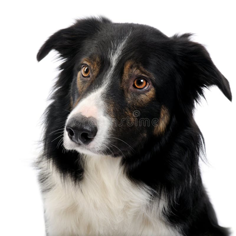 Close-up em um Collie de beira (2.5 anos) foto de stock Close-up em um Collie de beira (2.5 anos) foto de stock