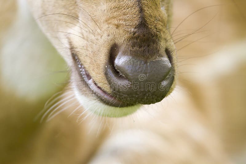 Close-up em um focinho manchado dos cervos, em Bardia, Nepal fotografia de stock Close-up em um focinho manchado dos cervos, em Bardia, Nepal fotografia de stock