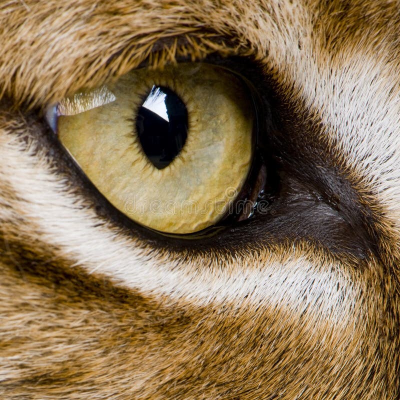 Close-up em um olho do feline - lince euro-asiático