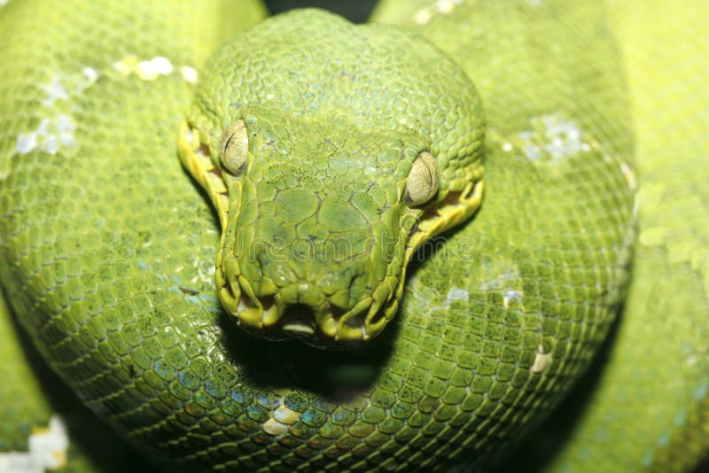 Legless Army — exotic-venom: (Atheris chlorechis) western bush