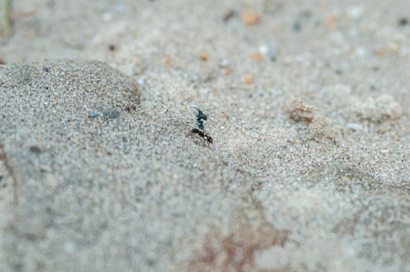 A Close-Up Encounter with an Ant on Sandy Ground. Perspective ant stock images, royalty-free photos and pictures
