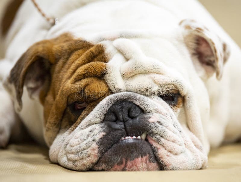 English Bulldog with Big Underbite Stock Photo - Image of portrait ...