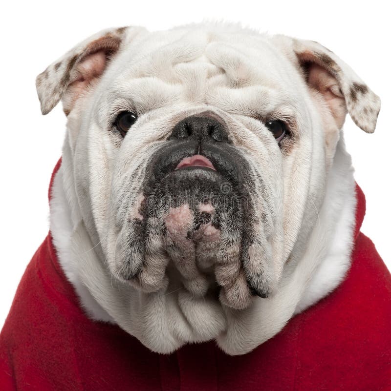 Close-up of English bulldog in Santa outfit stock image Close-up of English bulldog in Santa outfit stock image
