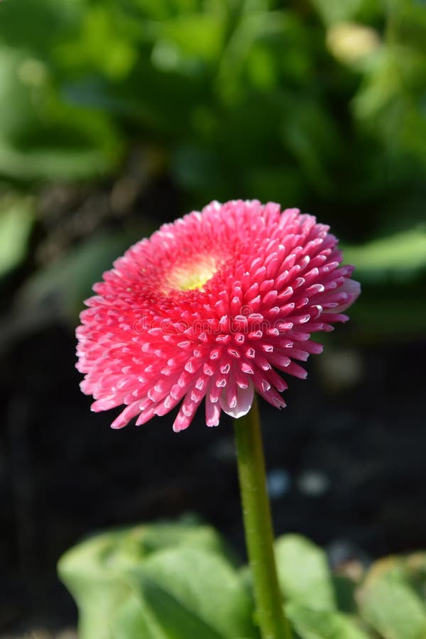 Close up of English daisy stock image Close up of English daisy stock image