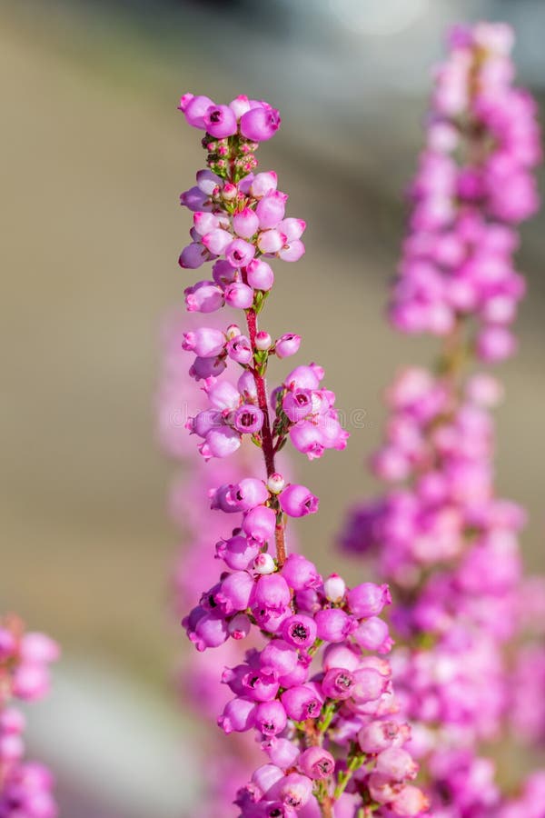 Best Erica Gracilis Royalty-Free Images, Stock Photos & Pictures