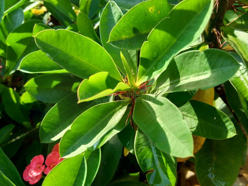 Close Up Euphorbia Milii Crown of Thorns, Christ Plant, Christ Thorn ...
