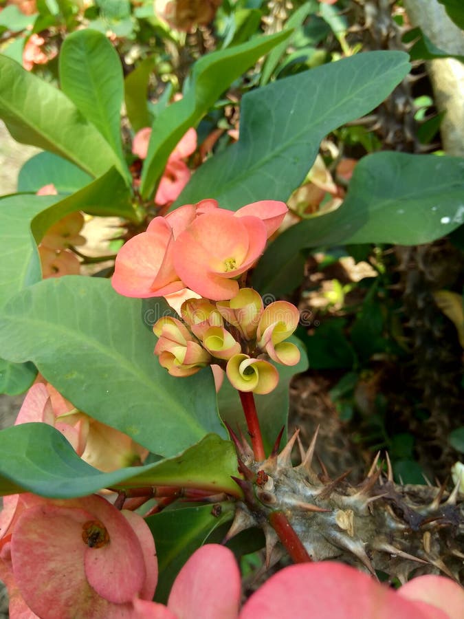 Meu primeiro pau grande sexo Coroa de cristo euphorbiaceae