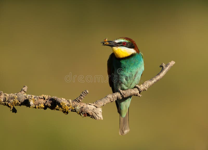 European Bee-eater with a bee in the beak royalty free stock images