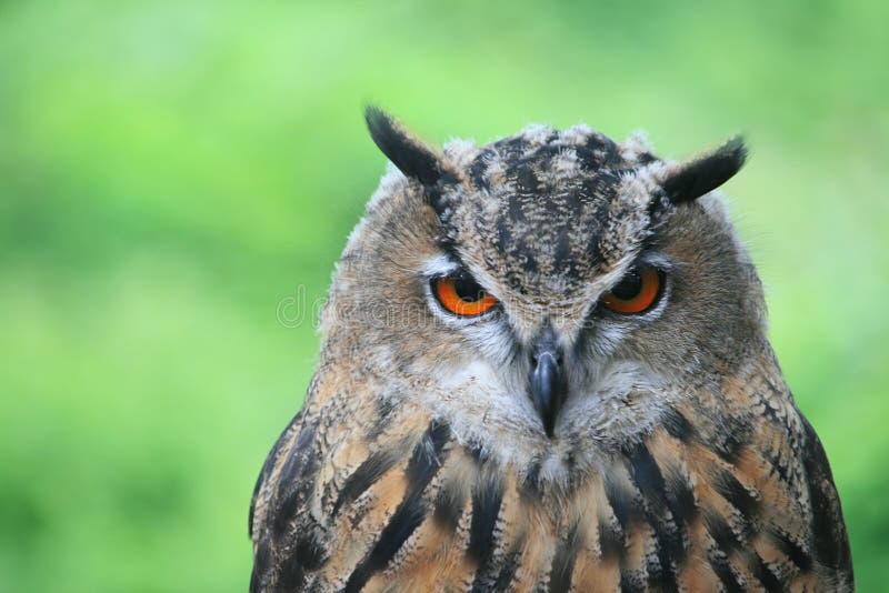 A Closeup of European Eagle Owl Stock Photo Image of fluffy, head