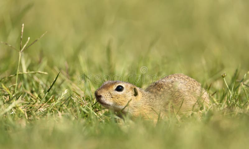 Close-up of an European ground squirrel in the natural environment royalty free stock photography