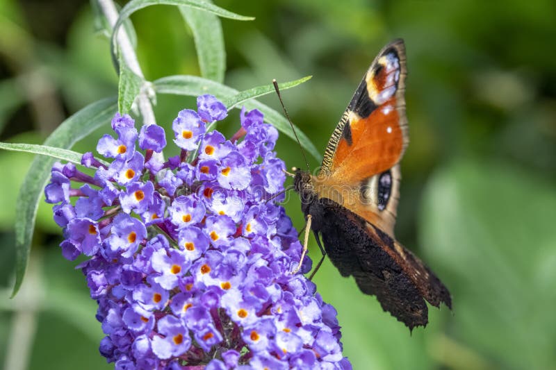 Close Up European Peacock Butterfly royalty free stock photos