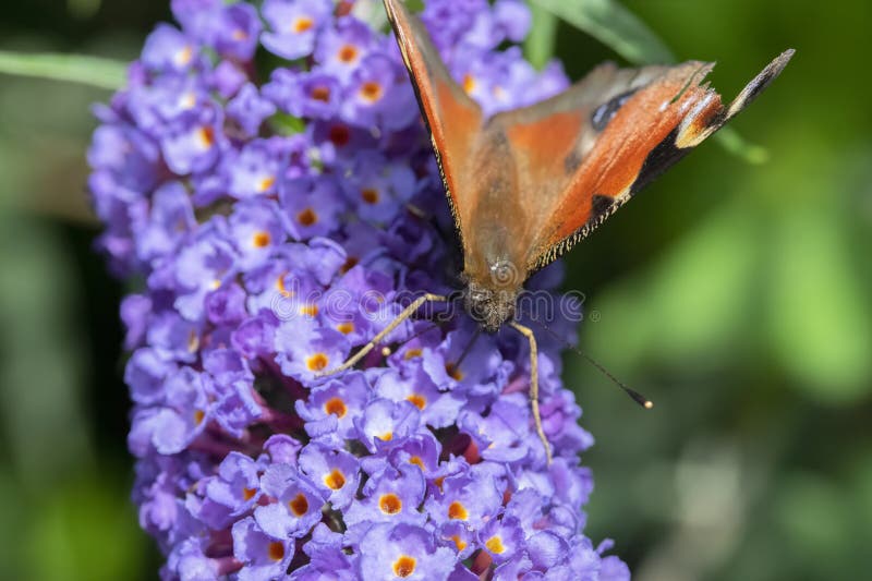 Close Up European Peacock Butterfly stock images