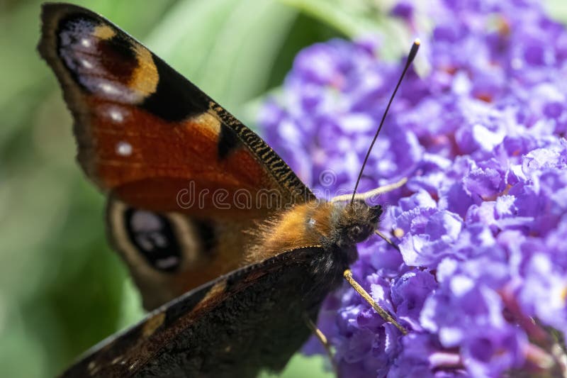 Close Up European Peacock Butterfly stock photo