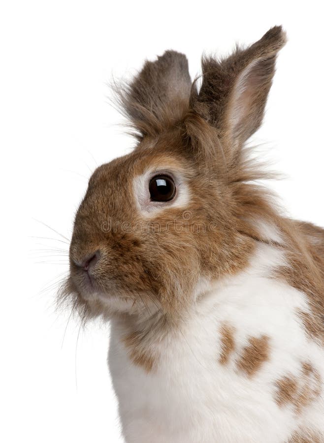 Close-up of a European Rabbit, Oryctolagus cuniculus royalty free stock photos