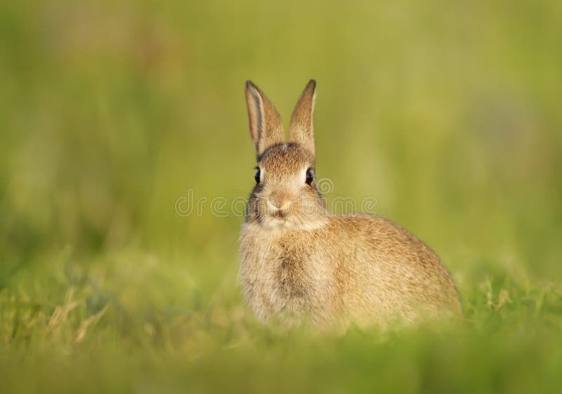 Close up of European Rabbit sitting in the grass stock images