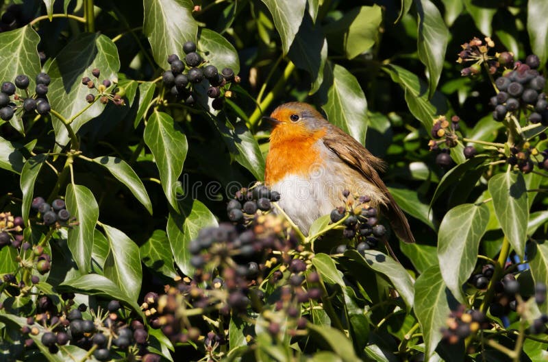 Close up of European Robin eating berries in a tree stock photography