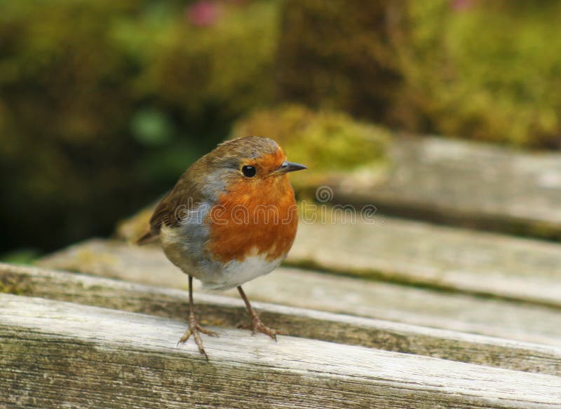 A Close Up of a European Robin stock images