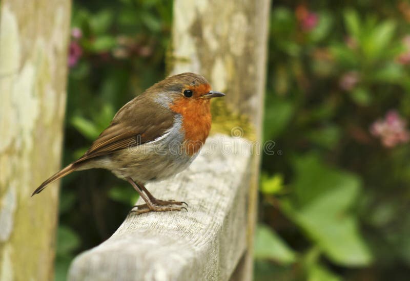 A Close Up of a European Robin stock images