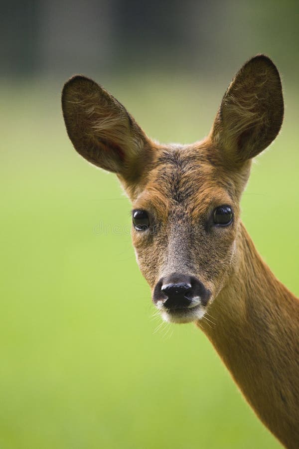 Close-up of a European Roe deer royalty free stock images