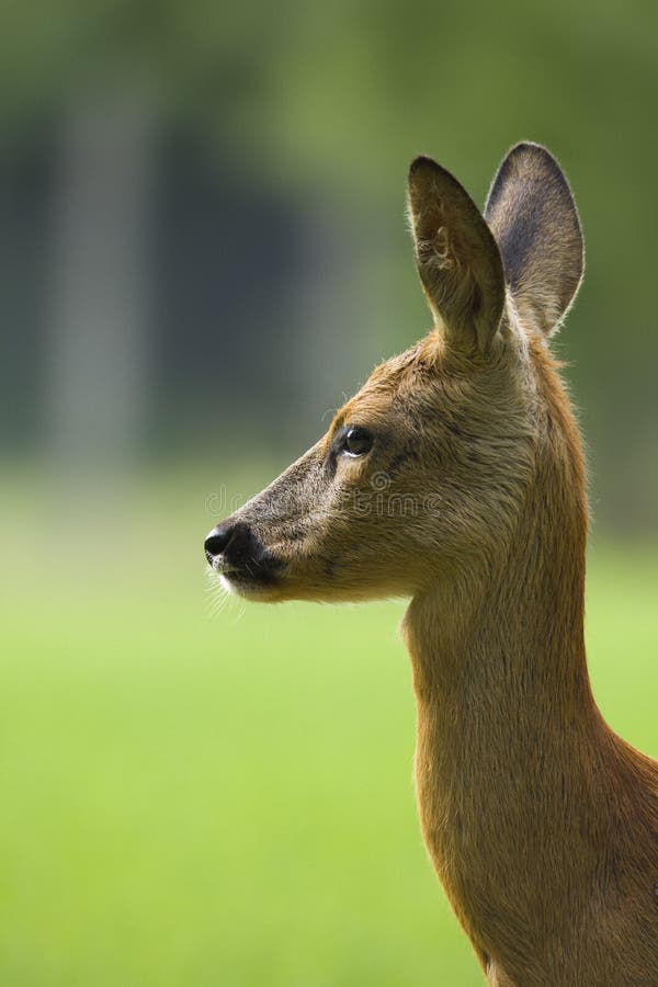 Close-up of an European Roe deer stock photos