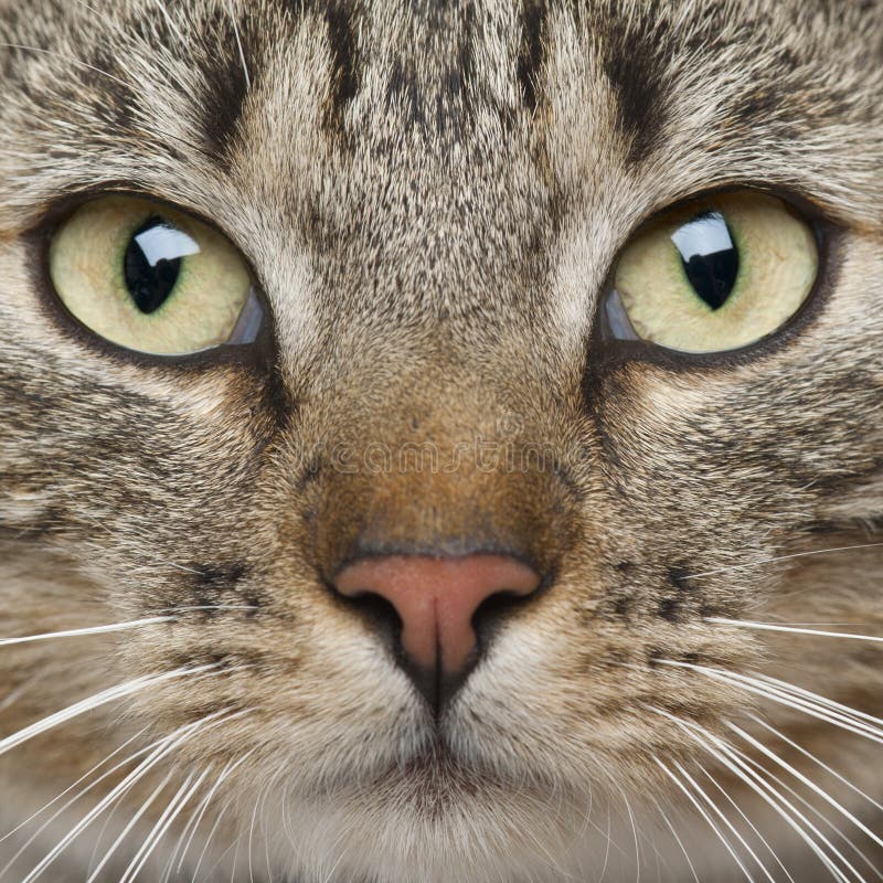 Close-up of European Shorthair cat royalty free stock photo