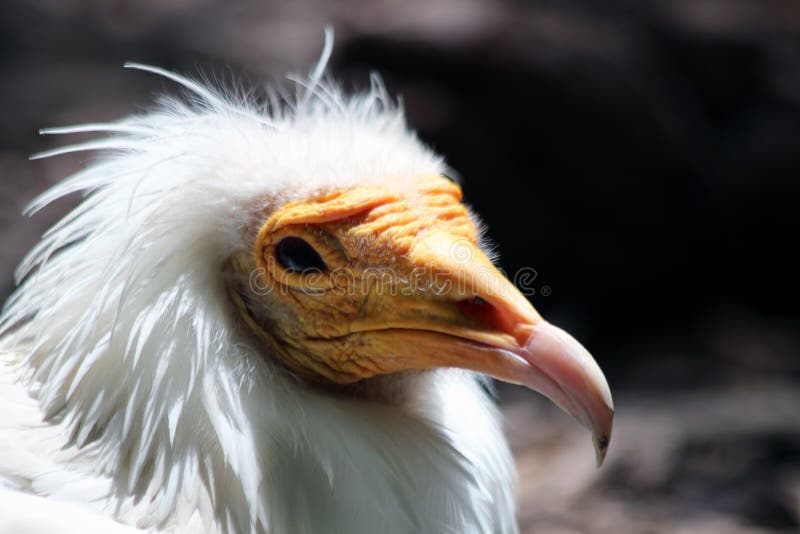 Close-up of European Vulture royalty free stock photography
