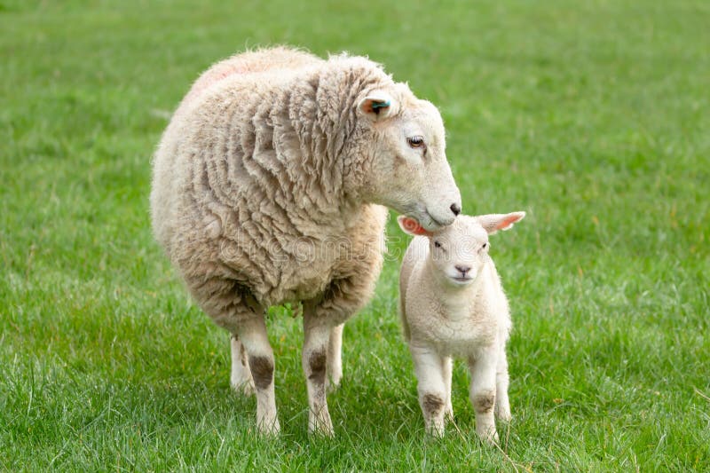 Close Up of a Ewe, or Female Sheep Tending To Her Young Lamb in