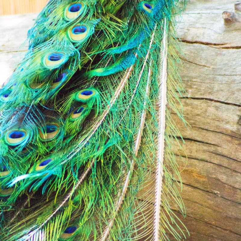 Close up of exotic and colorful male peacock feathers over a weathered wood log. stock photos Close up of exotic and colorful male peacock feathers over a weathered wood log. stock photos