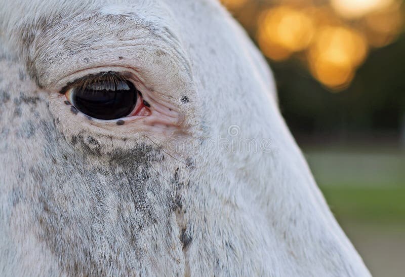 Close-up eye of a horse royalty free stock image Close-up eye of a horse royalty free stock image