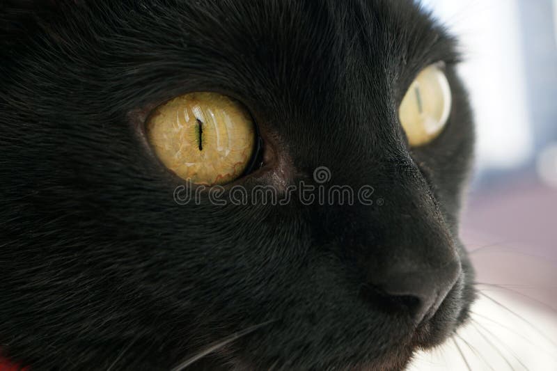 Closeup of the Eye and Nose. Black Cat Stock Image Image of nose
