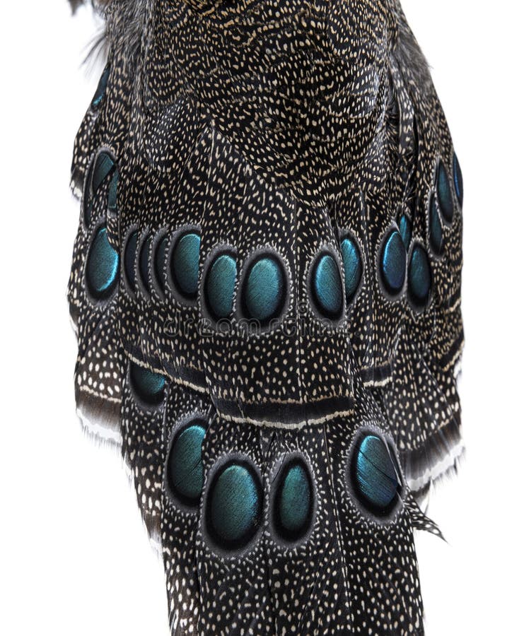 Close-up on Eyespots or ocellus on the Palawan peacock-pheasant feathers, Polyplectron napoleonis royalty free stock images