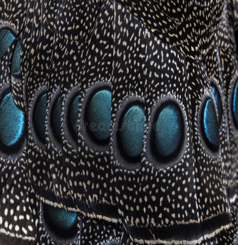 Close-up on Eyespots or ocellus on the Palawan peacock-pheasant feathers, Polyplectron napoleonis royalty free stock photo