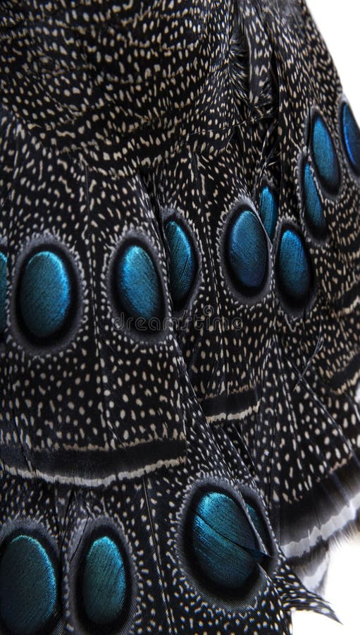 Close-up on Eyespots or ocellus on the Palawan peacock-pheasant feathers, Polyplectron napoleonis royalty free stock photo
