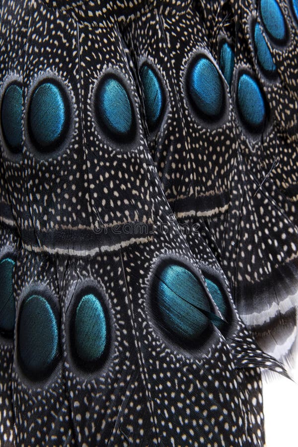 Close-up on Eyespots or ocellus on the Palawan peacock-pheasant feathers, Polyplectron napoleonis stock images