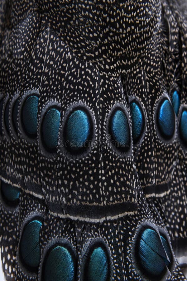 Close-up on Eyespots or ocellus on the Palawan peacock-pheasant feathers, Polyplectron napoleonis stock photo