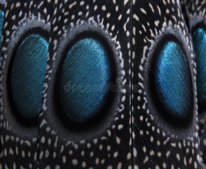 Close-up on Eyespots or ocellus on the Palawan peacock-pheasant feathers, Polyplectron napoleonis royalty free stock photo