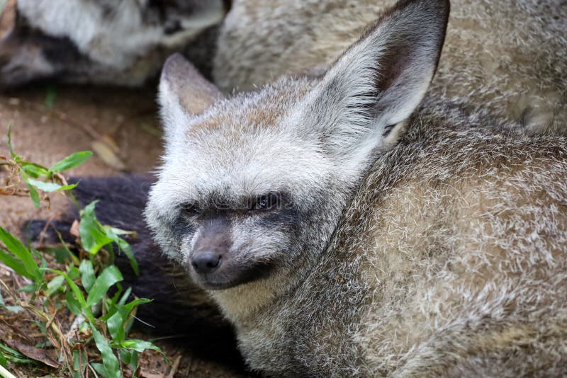 Bat Eared Fox Face Stock Photos Free & RoyaltyFree Stock Photos from