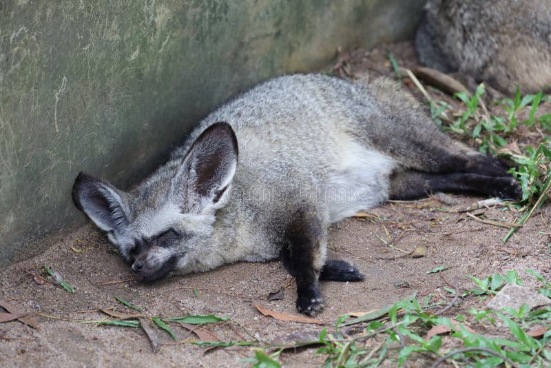 Close Up Face Bat Eared Fox Stock Photo Image of africa, wilderness
